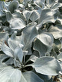 Kruiskruid - Senecio candicans 'Angel Wings'