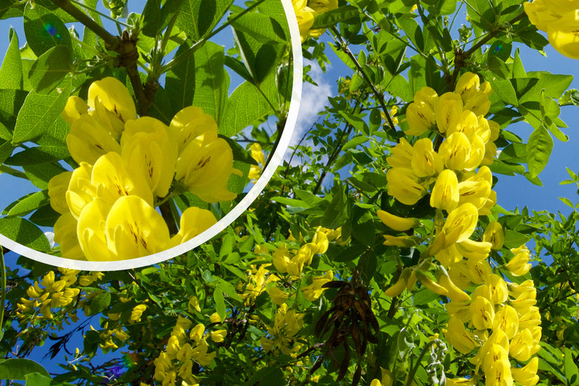 Treur gouden regen - Laburnum alpinum 'Pendulum'