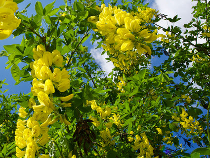 Laburnum alpinum 'Pendulum' in bloei