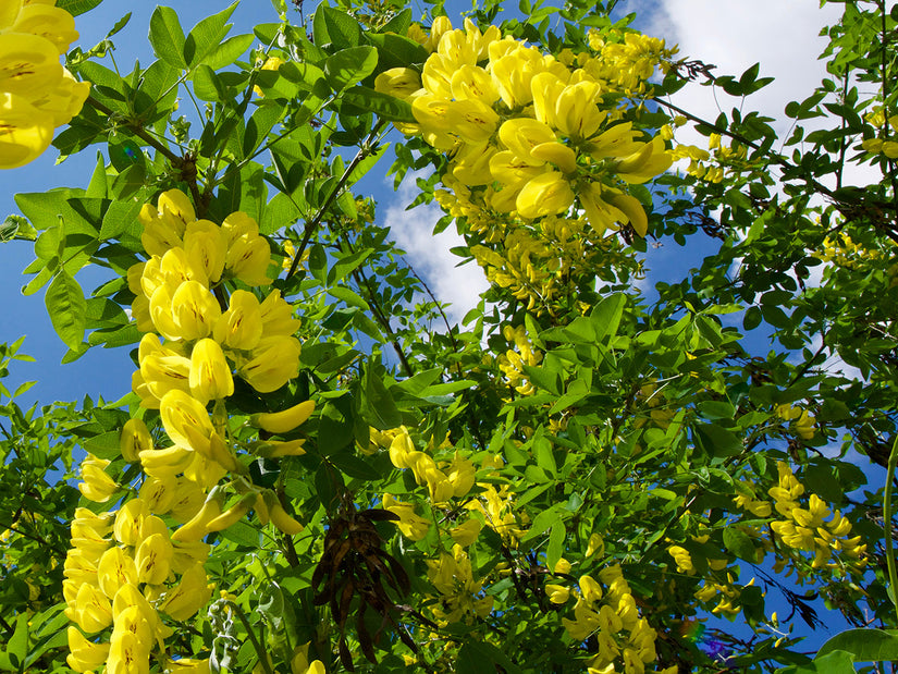 Laburnum alpinum 'Pendulum' in bloei