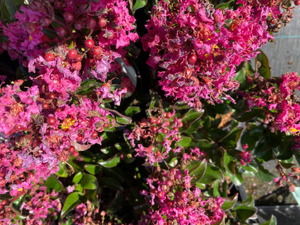 Lagerstroemia indica 'Berry Dazzle'