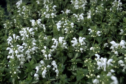 Gevlekte dovenetel - Lamium maculatum 'Album'