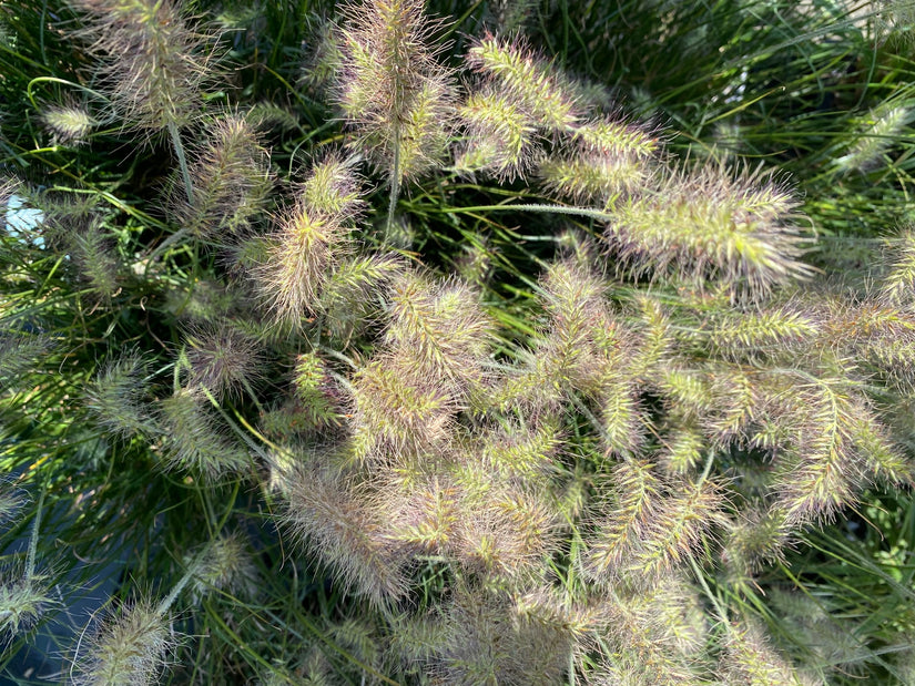 Pennisetum alopecuroides 'Little Bunny' Siergras