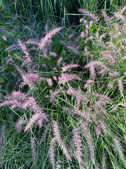 Lampenpoetsergras - Pennisetum orientale 'Karley Rose'