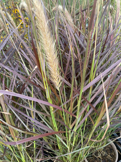 Lampenpoetsersgras - Pennisetum advena 'Rubrum'