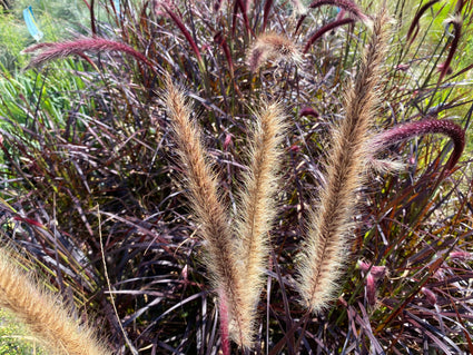 Lampenpoetsersgras - Pennisetum advena 'Summer Samba'