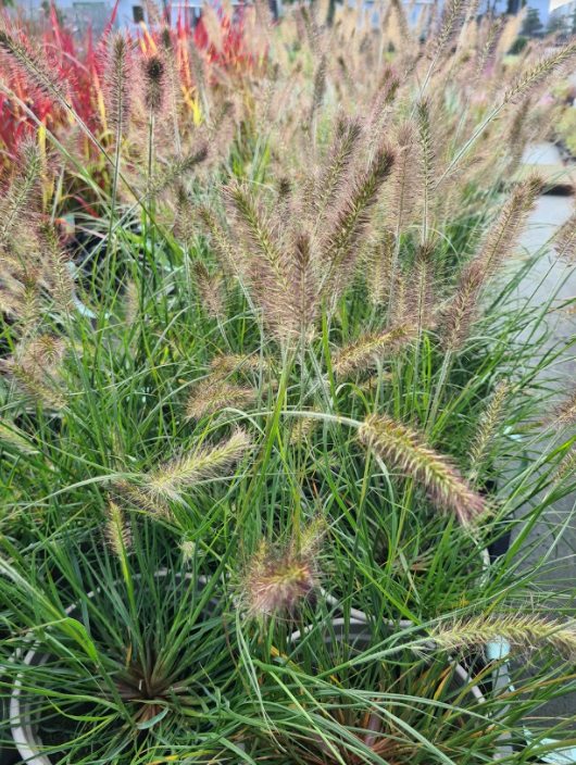 Lampenpoetsersgras - Pennisetum alopecuroides 'Hameln'