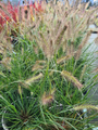 Lampenpoetsersgras - Pennisetum alopecuroides 'Hameln'