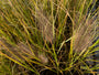 Lampepoetsersgras - Pennisetum alopecuroides 'Black Beauty'