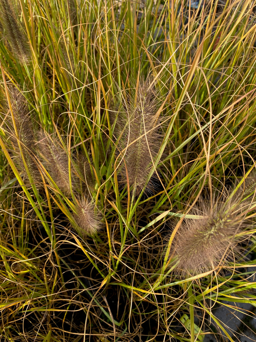 Pennisetum alopecuroides 'Black Beauty'