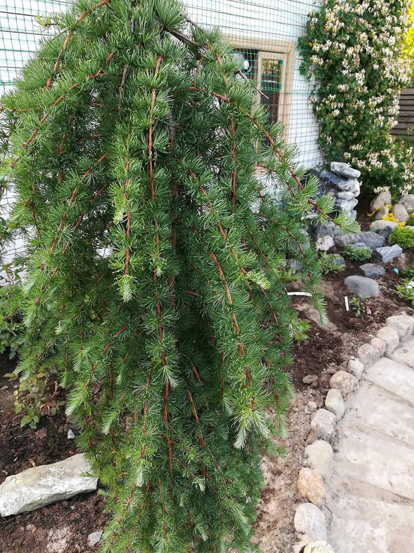 Japanse Treurlork - Larix kaempferi 'Stiff Weeper'