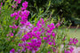 Lathyrus latifolius 'Red Pearl' uit borderpakket Lieke