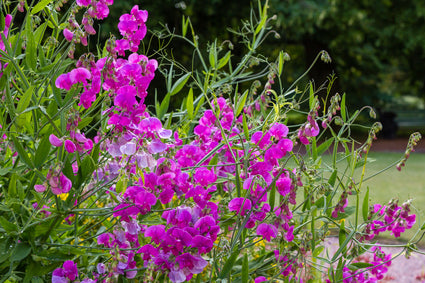 Lathyrus latifolius 'Red Pearl' - Onderdeel van borderpakket