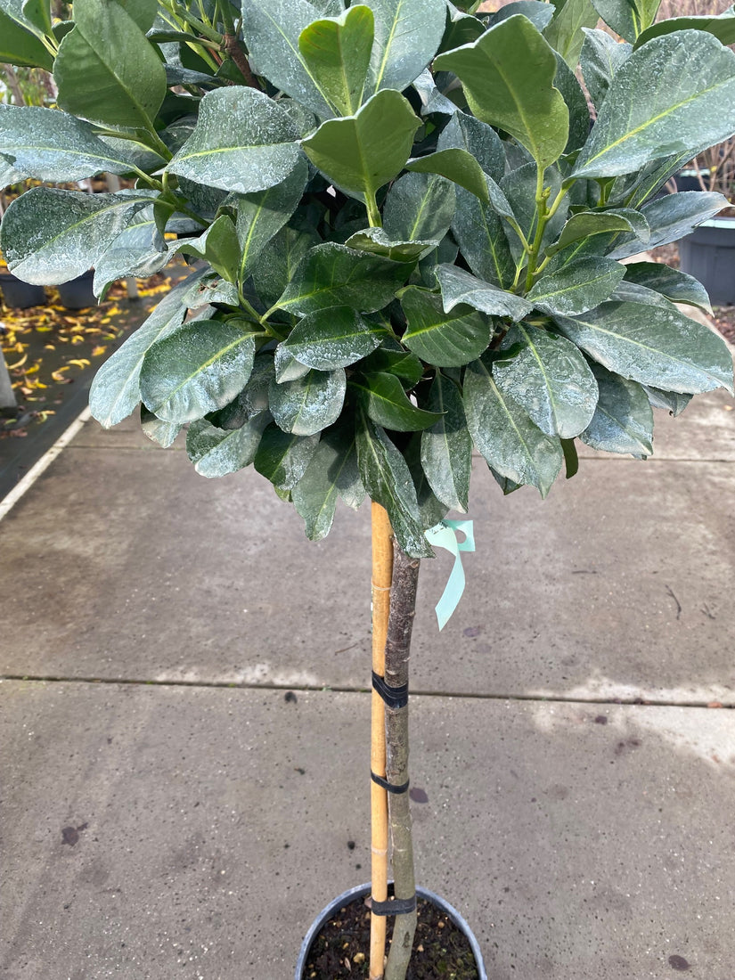 Wintergroene Laurierkers op stam