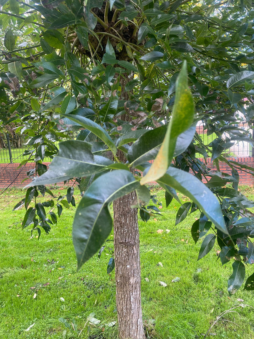 Laurierwilg - Salix pentandra - Blad