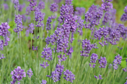 Lavandula angustifolia 'Ellagance Purple'