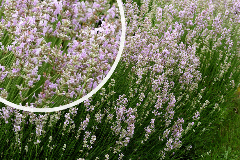 Gewone Lavendel - Lavandula angustifolia 'Rosea'