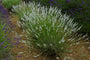 Lavandula intermedia 'Edelweiss'