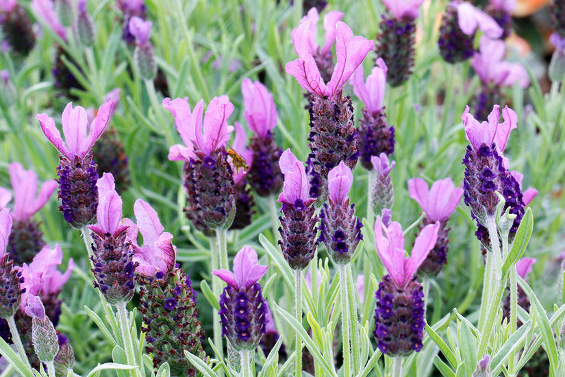 Kuiflavendel - Lavandula stoechas 'Anouk'