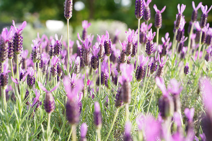 Franse lavendel - Lavandula stoechas subsp. pedunculata