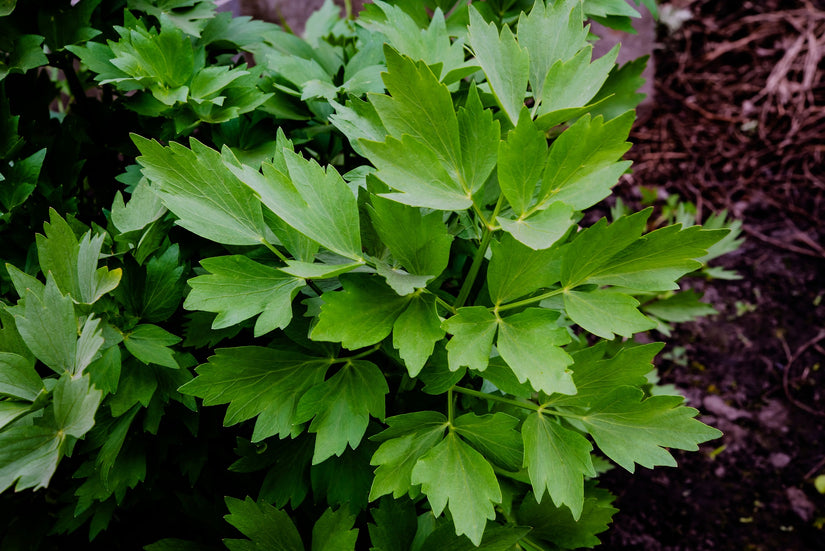 Lavas - Levisticum officinale