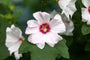 Struikmalva - Lavatera 'Barnsley' bloei