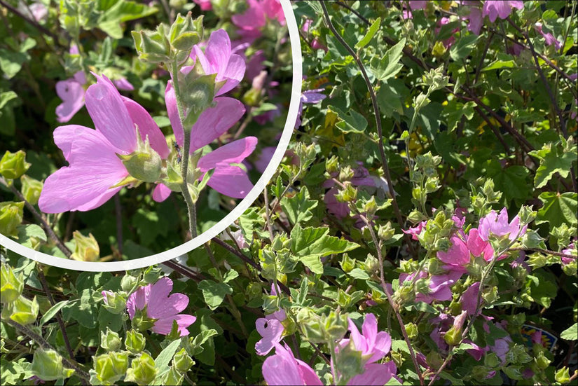 Struikmalva - Lavatera 'Burgundy Wine' in bloei