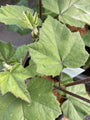 Struikmalva - Lavatera 'Lilac Lady'