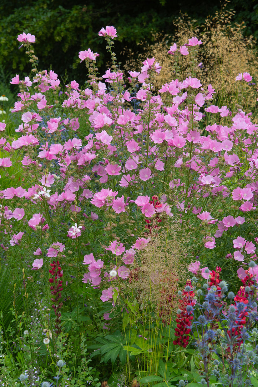 Lavatera 'Rosea' mooie struikachtige borderplant 