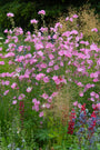 Lavatera 'Rosea' mooie struikachtige borderplant 