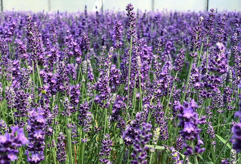 Gewone lavendel - Lavandula angustifolia 'Hidcote'