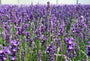 Gewone lavendel - Lavandula angustifolia 'Hidcote'