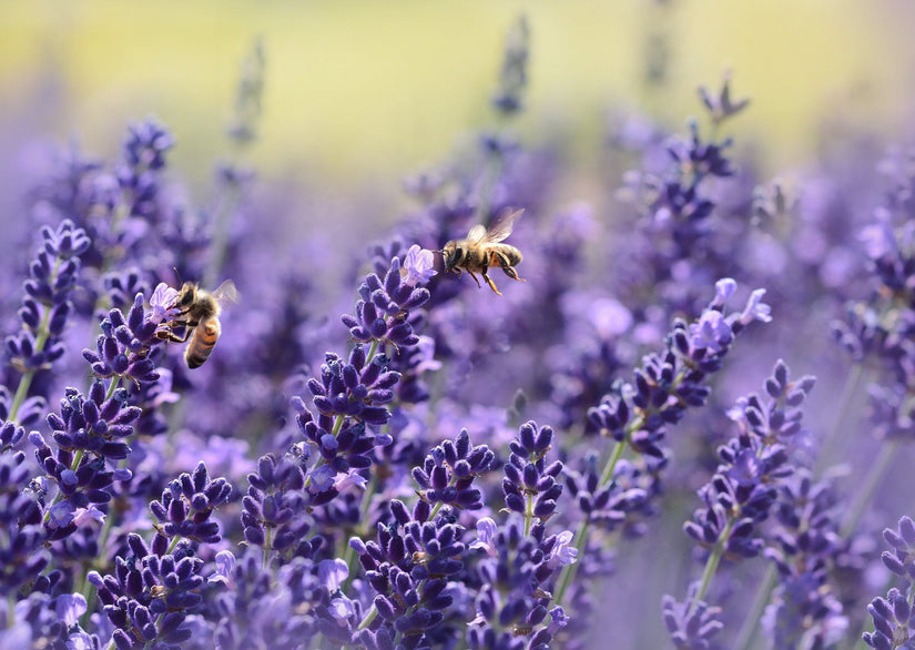 Gewone lavendel - 2