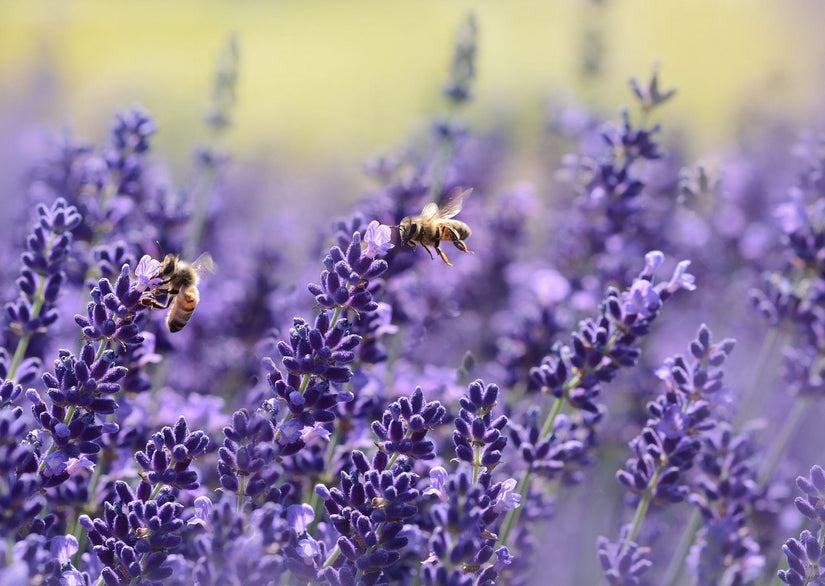 lavendel planten tips borderpakketten