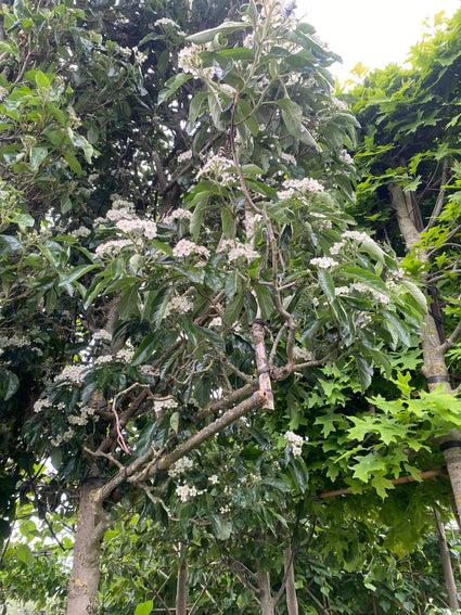 Lei Meidoorn - Crataegus lavalleei ‘Carrierei’