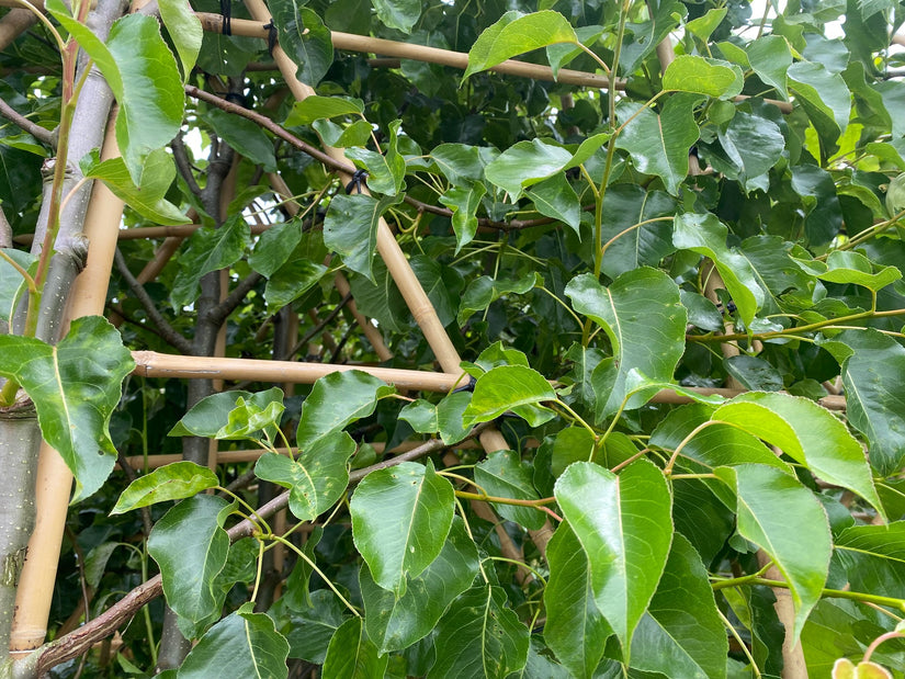 Lei-Sierpeer-Pyrus-Calleryana-Chanticleer.jpg