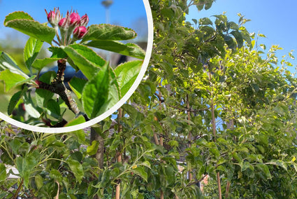 Lei-appelboom - Malus Domestica