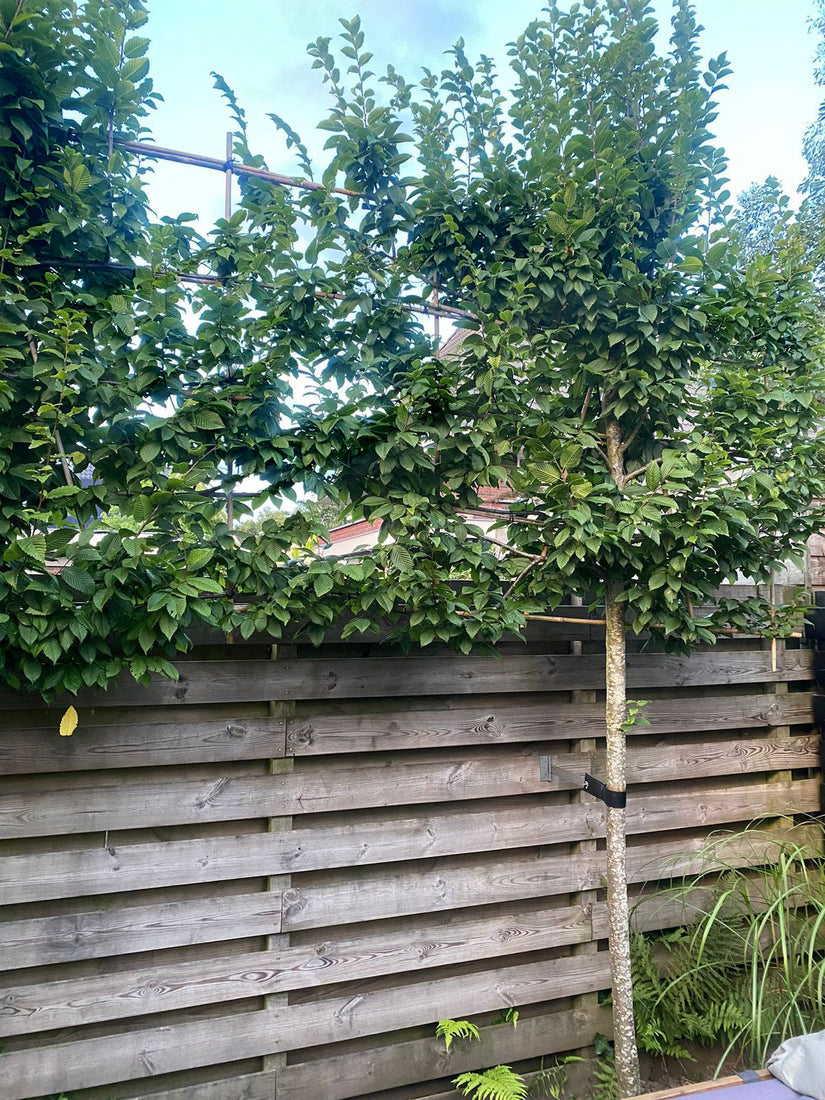 Lei beuk - Fagus Sylvatica leiboom aanplanttips