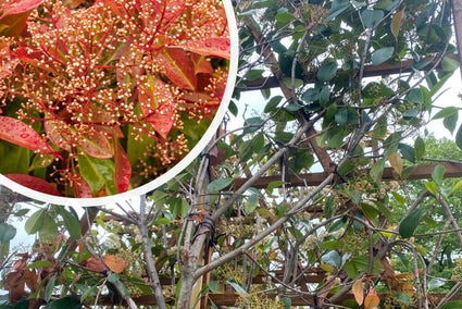 Lei glansmispel - Photinia fraseri met blad