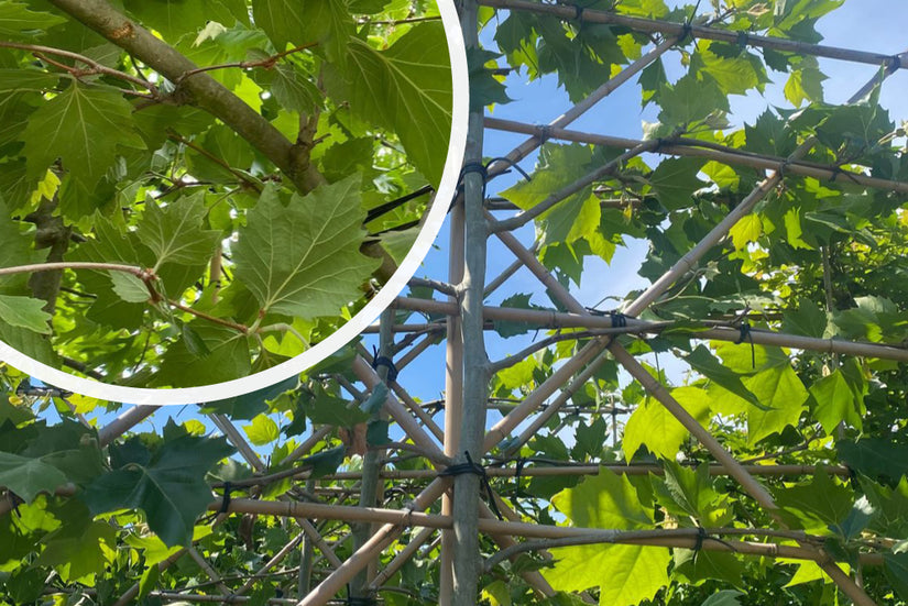 Lei plataan - Platanus leiboom met blad