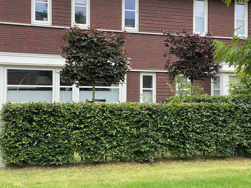 Rode Lei beuk - Fagus Sylvatica 'Atropurpurea'