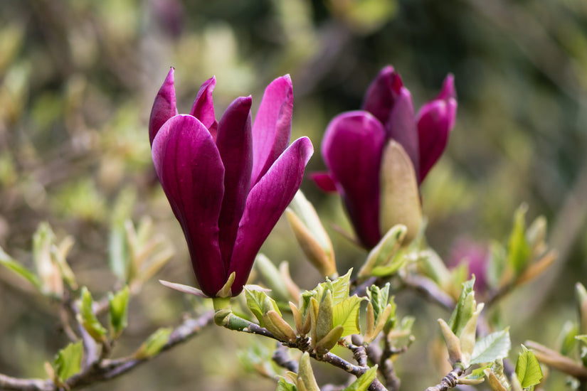 magnolia boom - Magnolia liliiflora 'Nigra'