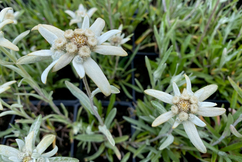 Leontopodium alpinum