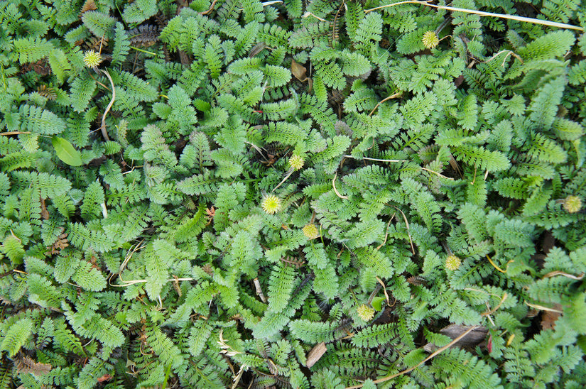 Beloopbaar groen - Koperknoopje - Leptinella Squalida