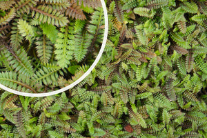Kupferknopf (Grünes Blatt) - Leptinella potentillina (auch pro/m2)