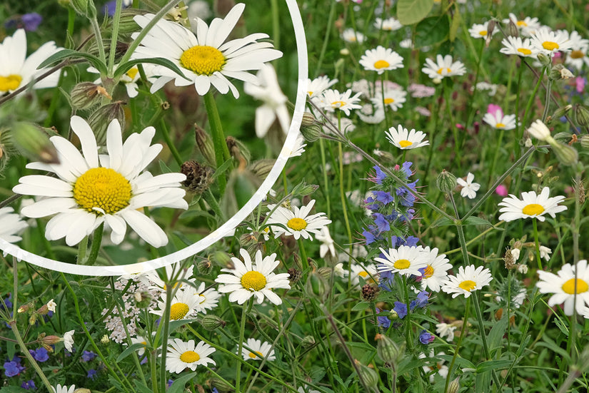 Gewone margriet - Leucanthemum vulgare 