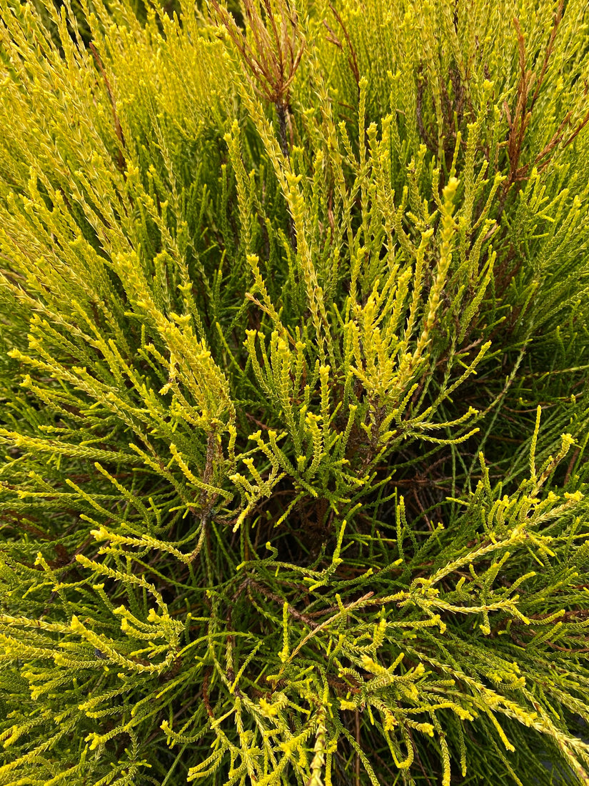 Levensboom - Thuja Platycladus orientalis 'Franky Boy'