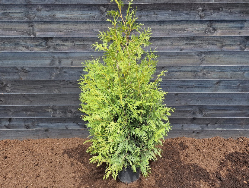 Levensboom - Thuja 'Brabant' 120-140cm