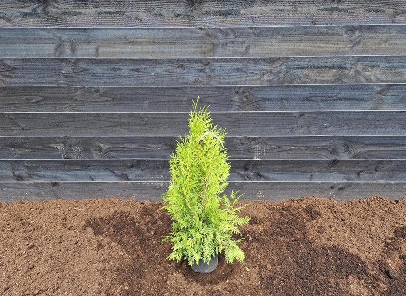 Levensboom - Thuja 'Brabant' 60-80cm