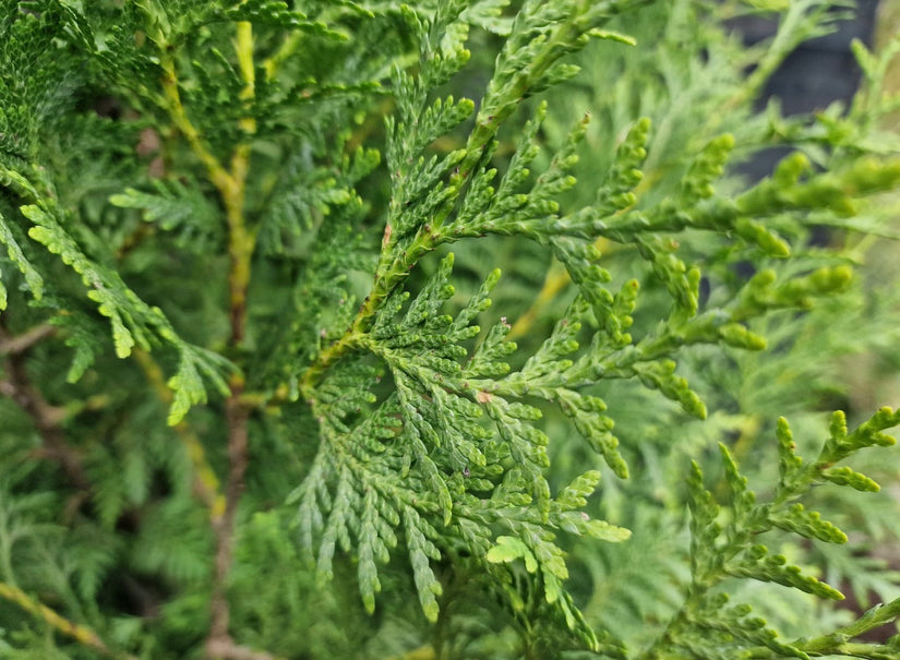 Levensboom - Thuja 'Brabant' Close up